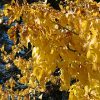 Redmond Linden #7 - Image 2